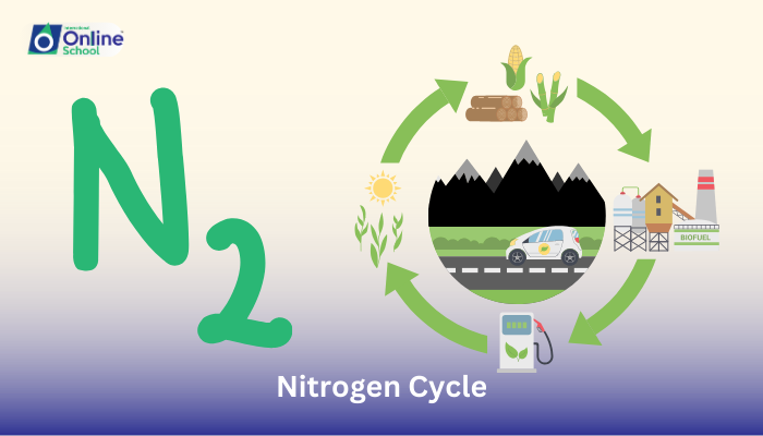 Lesson 04: Detailed Description of Nitrogen Cycle